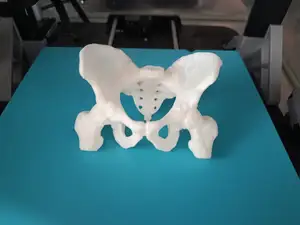 Human Pelvis - 1:1 Scale (Anatomical Model from CT Scan)
