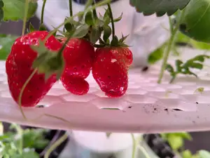 Fruit/Berries Basket Attachment for Hydroponic Tower