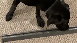 K9 Nosework Scent Channeling Stick