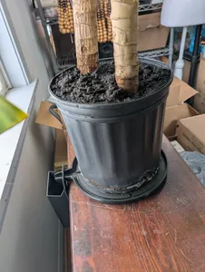 Plant pot saucer, automatic draining tray - parametric
