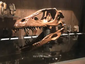 Deinonychus Antirrhopus (raptor) Life size skull unsliced