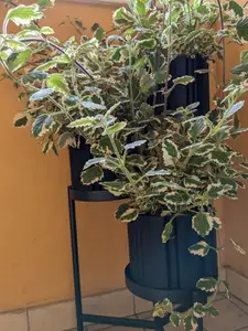 8-Fold Planter Pot: vase mode + self watering