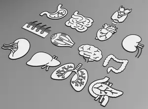 Human organs wall art