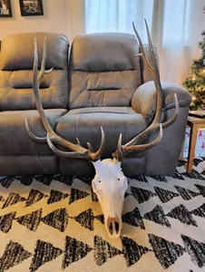 Whitetail deer antlers