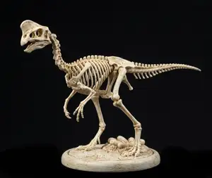 Oviraptor Skeleton