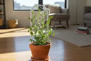 Elegant Indoor Trellis for Climbing Plants – Snap Peas, Beans & Vines