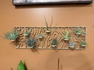 Air Plant Wall Display