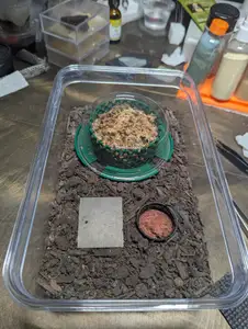 Moist sphagnum hide for a low-mainentance arid springtail setup
