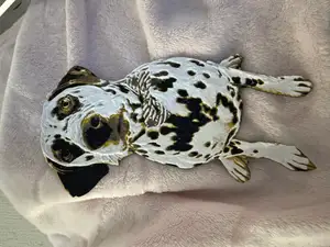 Dalmatian dog print