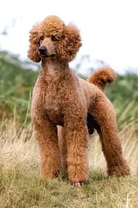 Cute poodle dog