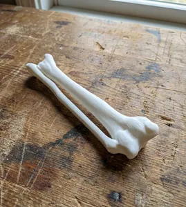 Radius & Ulna – 100% Anatomically Accurate – Asklepios Series (Real Human Bone Scan)