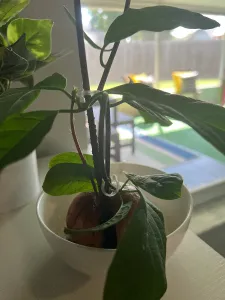 Simple Scalable Plant Clip (Reusable Garden Support Clip)