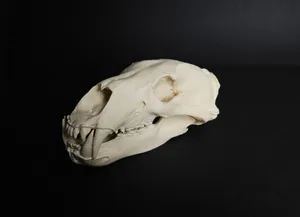 Polar Bear Skull (Ursus Maritimus)