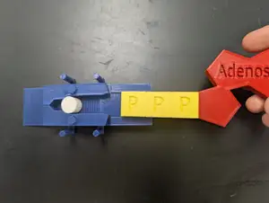 Phosphorylating Protein Pump
