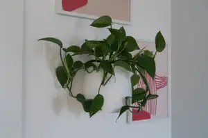 Modern Planter Wall Mounted (hidden drip tray, no support)