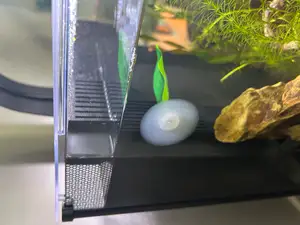 Fluval 6 Gal Betta premium Aquarium Intake Guard/Spacer