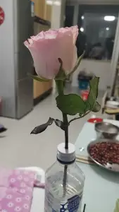 插花辅助器