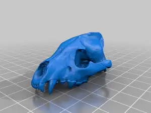 Fox Skull