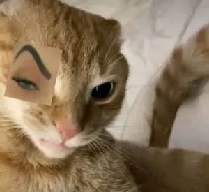 Glasses Cat Meme - Gafas Gato Meme