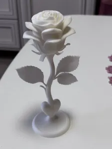 Beautiful rose