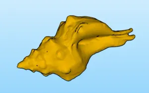 Conchiglia marina