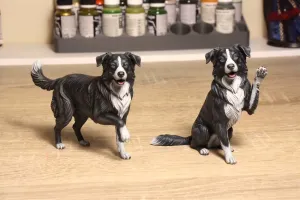 Border Collie Dogs