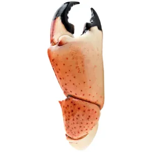 Claw and shell