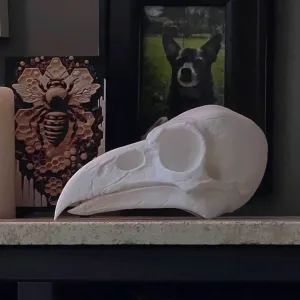 Raven Skull