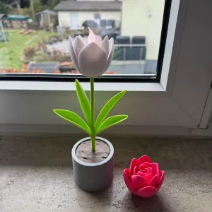 Tulpen Bausatz No CFS