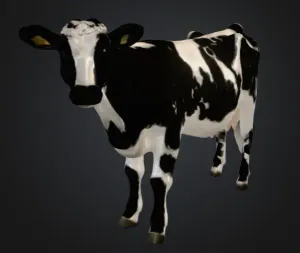 Dairy Cow
