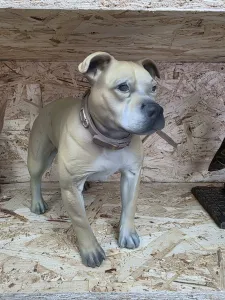 Staffordshire Bull Terrier