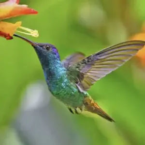 Hummingbird