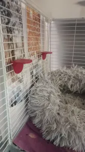 Cage Shelf Holder