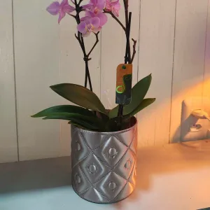 Cachepo para orquidea