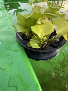 鱼池水培植物漂浮盆
