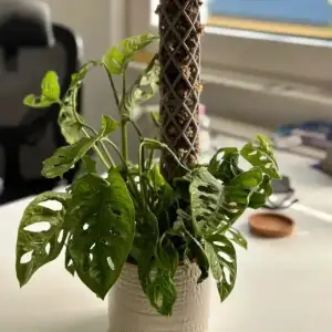 Beautiful Moss pole design, stackable