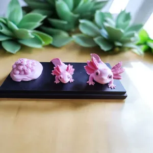 Life Cycle Series: Axolotl – Growth Stages
