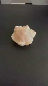 rose flower