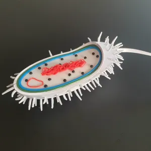 Prokaryot 1:50000 largest print 182mm, flagella rotates