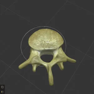 vertebra proyecto