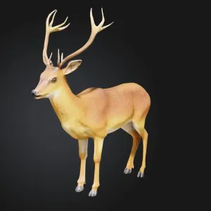 Deer