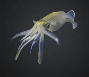 Squid