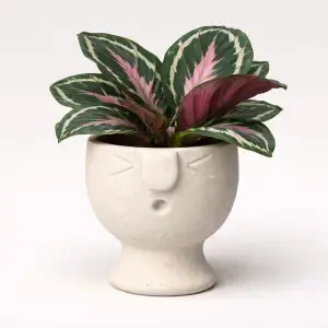 Face Pot Planter - Succulent - Cactus - Potus