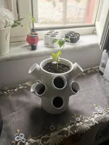 MULTI PLANTS