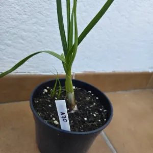 Marcador Plantas