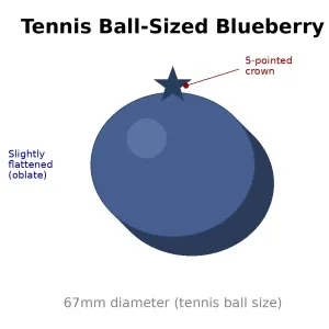 blueberry (tennis ball sized)
