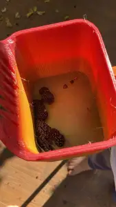 Berry Hunter