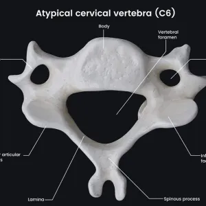 Flat C6 Vertebrae Piece