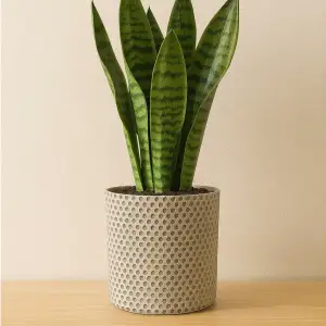 Flower pot Mickey - MOKA Design