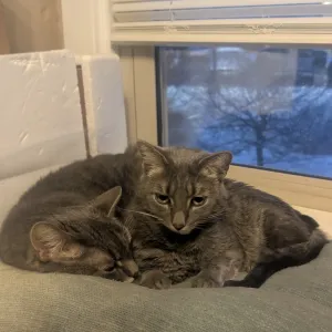 just cats in a window